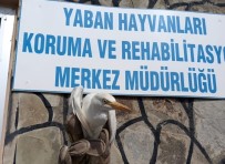 VAN YÜZÜNCÜ YıL ÜNIVERSITESI - Yaralı Sığır Balıkçılı Tedavi Altına Alındı