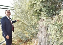 ZEYTİN AĞACI - Başkan Yılmaz, 8 Asırlık Zeytin Ağacından Hasat Yaptı
