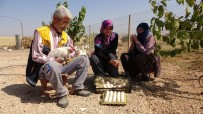 TAVUK ÇİFTLİĞİ - Hobiyi, Çiftliğe Çeviren Çift, 'Yumurta' İle Para Kazanmaya Başladı