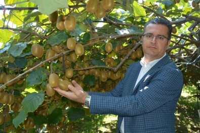 'Ordu Kivisi' Marka Oldu