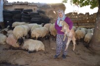 GİRİŞİMCİ KADIN - Siirtli Kadın Çiftçinin Projesi Türkiye İkincisi Oldu