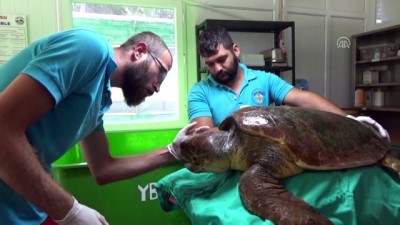 Yaralı Bulunan Caretta Caretta Yaşama Tutundu
