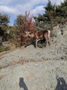 Yaralı Geyik Koruma Altına Alındı