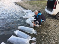 Yenice Barajına 2 Bin Yavru Yayın Balığı Bırakıldı Haberi