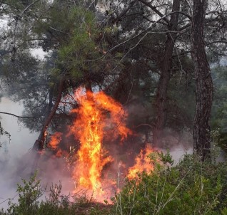 Yıldırım Düştü 20 Yerde Orman Yangını Çıktı
