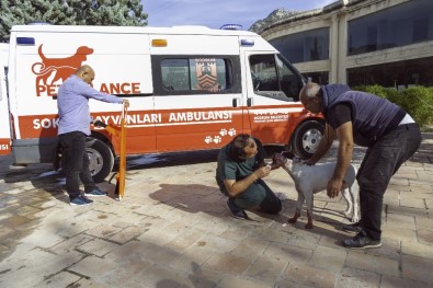 Zehirlenen Köpeğin İmdadına Petbulance Yetişti