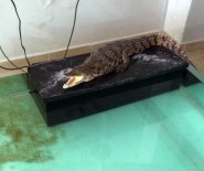 İstanbul'da Kaçak Timsah Ve Yılan Operasyonu