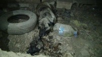KULLAR - İtfaiye Ekipleri Yavru Köpeği Boğulmaktan Kurtardı