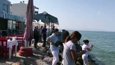 İzmir'de Telef Olmuş Caretta Caretta Sahile Vurdu