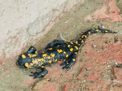 Malatya'da Benekli Anadolu Semenderi Görüldü