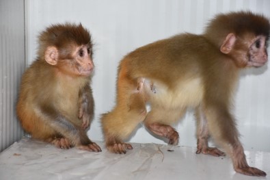Şırnak'ta Nesli Tükenme Tehlikesi Altında Olan 2 Örümcek Maymun Ele Geçirildi