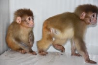HABUR - Şırnak'ta Nesli Tükenme Tehlikesi Altında Olan 2 Örümcek Maymun Ele Geçirildi