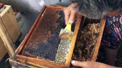 'Arıcıların Kraliçesi' En İyi Bal Ve Polenin Peşinde