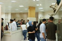 FEN FAKÜLTESİ - DÜ Zooloji Müzesi 2 Bin Farklı Türle Ziyaretçilerini Ağırlıyor