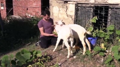 İki Üniversiteli Genç Harçlıklarını Biriktirip Hayvancılığa Başladı