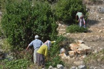 KIMYA - Mersin, 'Yeşil Altın' Defne Yaprağı Üretiminde 5'İnci Sırada