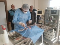 RÖNTGEN - Otomobilin Çarptığı Köpek Ameliyat Edildi, Platin Takıldı