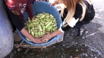 AHMET SAİT SADRETTİN TÜRKAN - 'Patlıcanın En Tatlı Hali' İçin Kazanlar Kaynadı