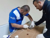 FATİH ÇİFTÇİ - Yaralı Bulunan Kirpi Tedavi Altına Alındı