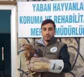 VAN YÜZÜNCÜ YıL ÜNIVERSITESI - Yaralı Kızıl Şahin Tedavi Altına Alındı