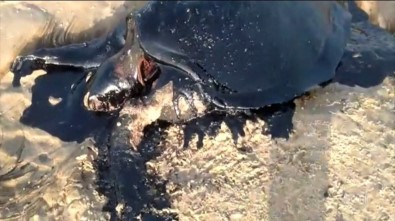 Brezilya'da Kıyılarındaki Petrolü Temizleyen 17 Kişi Hastaneye Kaldırıldı