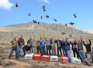 Elbistan'da 500 Kınalı Keklik Doğayla Buluştu