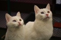 GÜZELLIK YARıŞMASı - Kardeş Van Kedileri İstanbul'da Podyuma Çıkacak
