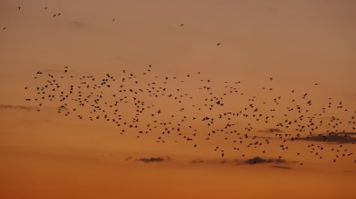 Kuşların Gün Batımı Dansı Hayran Bıraktı