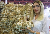 YÖREX'te Kastamonu Rüzgarı