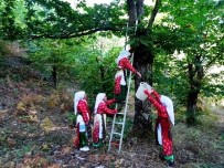 YENIKÖY - Kestane Hasadı Başladı