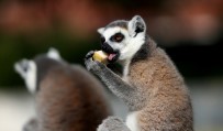 MADAGASKAR - (Özel) Dünya Lemurlar Günü'nde Lemurlara Ziyafet Çektiler