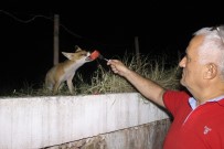 SOKAK HAYVANLARI - (Özel) Tilki İle Fotoğrafçının İlginç Dostluğu...