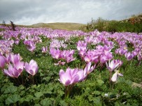 Posof'ta Sonbahar Bir Başka Güzel
