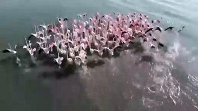 Van Gölü'ndeki Flamingoların Afrika Göçü Başladı