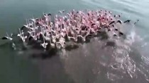 ÇELEBIBAĞı - Van Gölü'ndeki Flamingoların Afrika Göçü Başladı