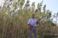 KİMYASAL MADDE - Amerika'dan Geldi, Türkiye'de Tüfekle Koruyarak Kenevir Üretti