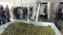 PELITKÖY - Balıkesir'de 60 Yıllık Zeytinyağı Fabrikası Devlet Desteği İle Yenilendi