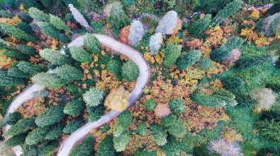 Doğal Ağaç Müzesinde Büyüleyici Sonbahar Manzaraları