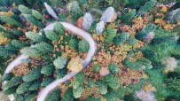 UĞUR BULUT - Doğal Ağaç Müzesinde Büyüleyici Sonbahar Manzaraları