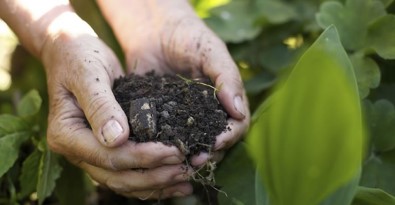 Doğu Karadeniz'de Fındık Ve Çay Tarımı Tehlikede Mi?