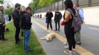 Duyarlı Vatandaşlar Yerde Yatan Köpeğin Başından Biran Olsun Ayrılmadı