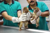 HABUR - Habur Sınır Kapısında Yakalanan Maymun Yavrularının İsmi Anketle Belirlenecek