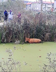 Kanala Düşen İneği İtfaiye Ekipleri Kurtardı