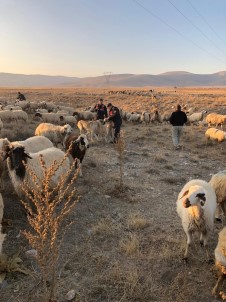 Kaybolan Koyun Sürüsünü Jandarma Buldu
