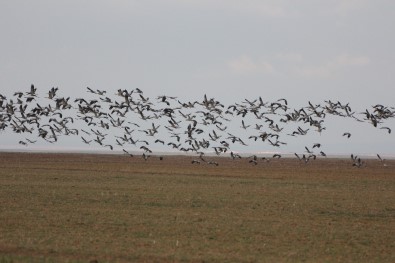 Susuz Seyfe'de Turna Akını