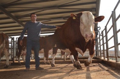 824 Kiloluk Boğayı Görenler Hayretler İçinde Kaldı