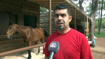 VELİEFENDİ HİPODROMU - Milyonluk Atların Nalları Mustafa Ustaya Emanet
