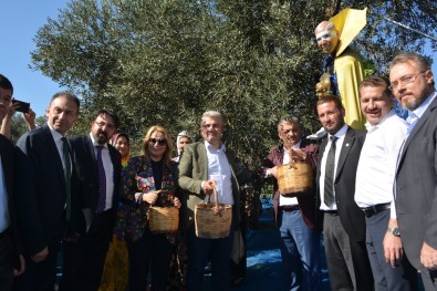 Ayvalık'ta Zeytin Hasat Coşkusu Zirveye Taşındı