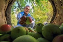 ŞEKER ORANI - Bu Elma Sadece Gümüşhane'de Yetişiyor