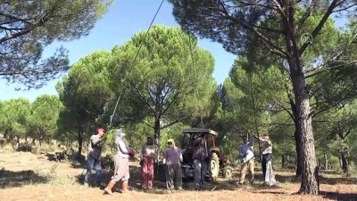 Çam Fıstığı Ailelere Geçim Kaynağı Oldu